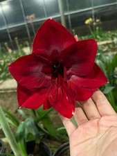Imported Amaryllis Lily Dark Red Color Flower Bulbs For Gardening Pack Of 2