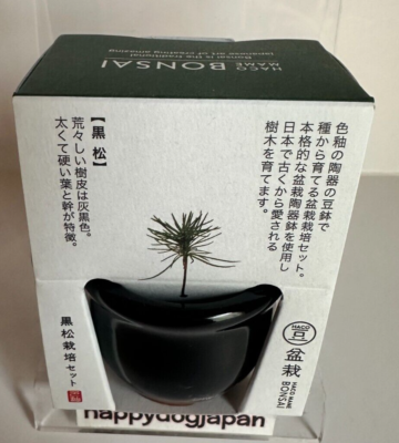 HACO MAME BONSAI miniature bonsai KUROMATSU growing gardening kit