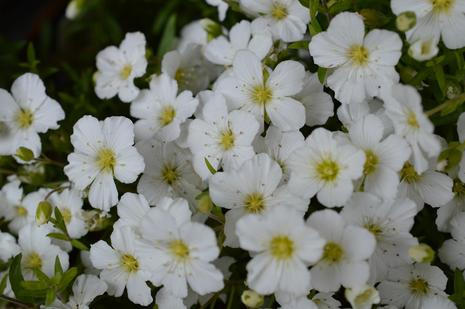 Gypsophila Elegans Covent Garden Market White 300 Seeds BABYS BREATH eBay