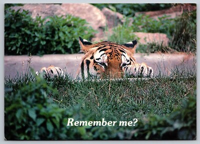 Postcard Peeking Tiger Remember Me? 33S