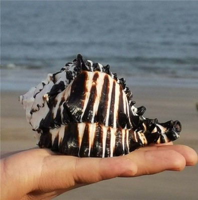 11-13CM Black-Spotted Snail Aquarium Decoration Natural Sea Shell
