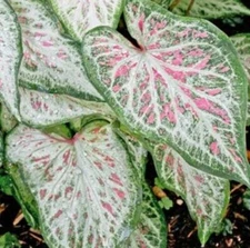 Ornamental Plants 300 Green Purple Caladium Flowers Seeds Dwarf Elephant Ear 