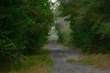 Digital photo picture image wallpaper path with opening in woods photo by Paige