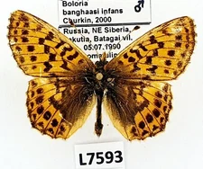 Nymphalidae, Boloria banghaasi infans, male, A2-, Russia, RARE L7593