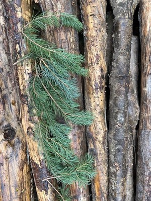 Frisch geschnittenes Fell/Kiefer/Fichte Laub Zweige Zweige   Weihnachten Basteln Kränze