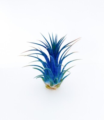 Live Colored Air Plants Ionantha Guatemala Tillandsia Airplant FREE  SHIPPING | eBay