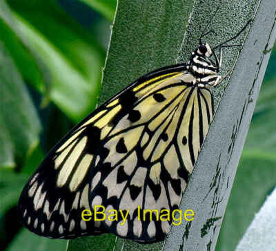 Foto 6x4 Regenwald Schmetterling Ashampstead Dieser Schmetterling wurde insi c2005 gefunden