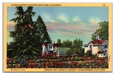 Santa Rosa California Luther Burbank s Gardens Cedar Of Lebanon Greenhouse