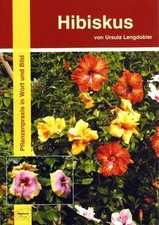 Hibiskus Ursula Lengdobler