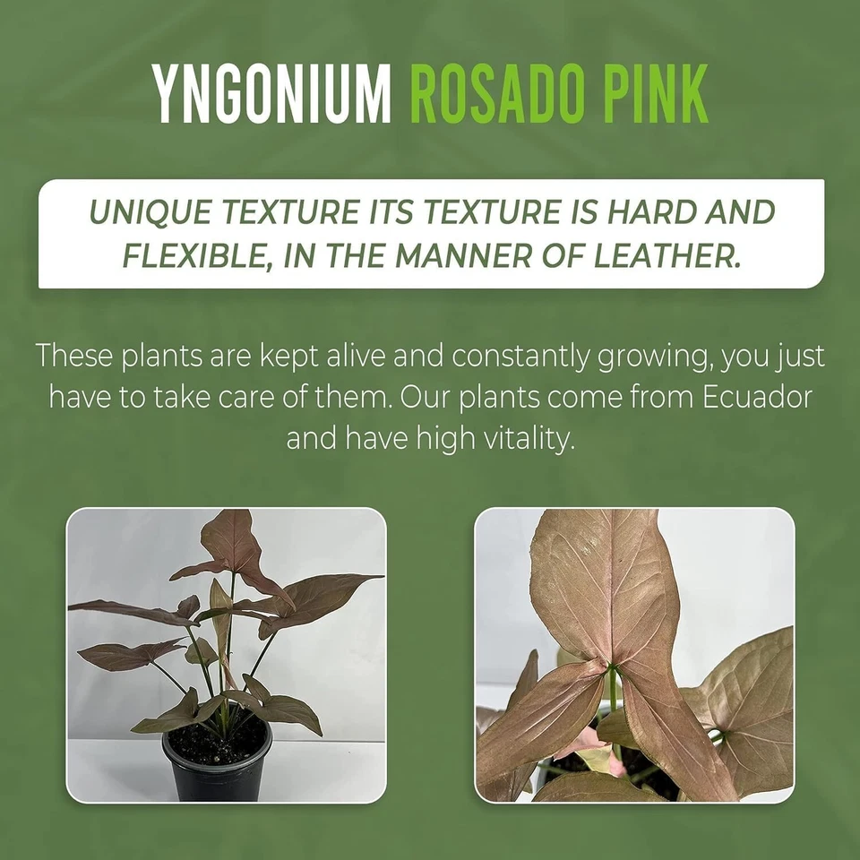 Anthurium Pallidiflorum,Syngonium Rosado Pink Schott, Philodendron SP Colombia - Image 3 of 4