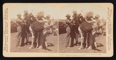 South Africa Plucking the beautiful plumage from the famous biped - Old Photo