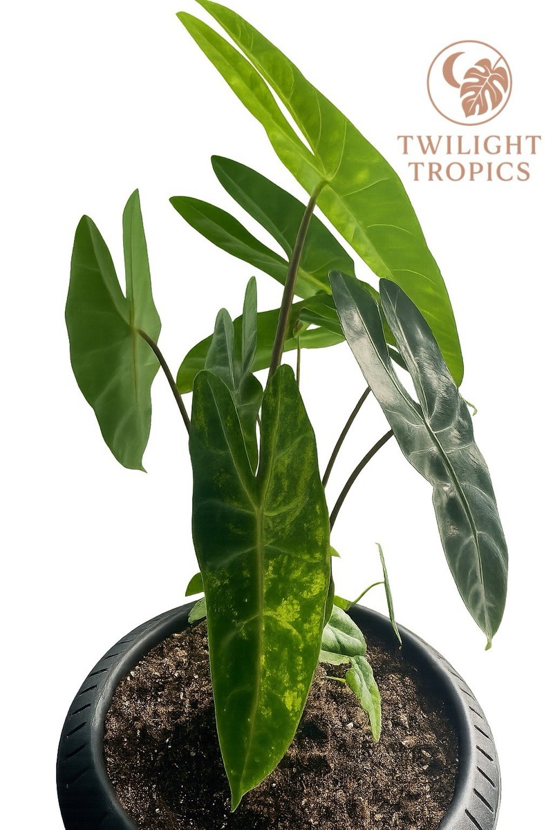 Rare Alocasia Longiloba Aurea Corms – Exotic Aroid Live Plant