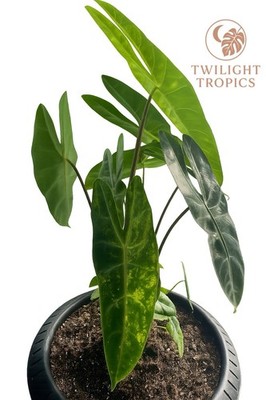 Rare Alocasia Longiloba Aurea Corms – Exotic Aroid Live Plant