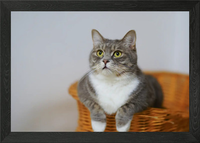 Graue gewebte Katze im Korb gerahmtes Wandbild Poster Leinwanddruck Bild