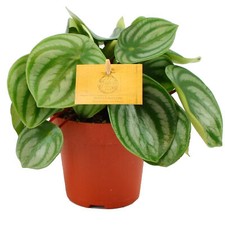 Watermelon Peperomia Argyreia Plants Houseplant for Home or Office in Plant Pot