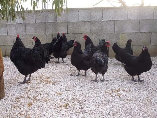 Bianco-Mangiare Coco Junior 2 – Gioco Di Carte Umoristico, La Gallina Bagnata, 3-12 Giocatori, 8+ Anni