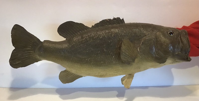 Vintage Antique Large Mouth Bass Fish Taxidermy Large Wall Mount Real Skin 21”