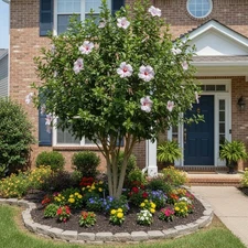 50 Tree Hibiscus Seeds – Pink Red-Center Blooms for Stunning Landscape Trees