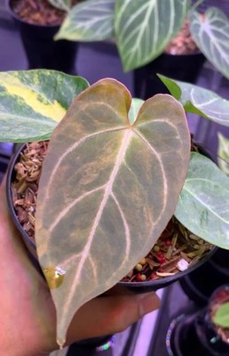 Anthurium Magnificum x Portillae Variegated Real Picture