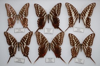 Good lot of Graphium ssp from Kenya