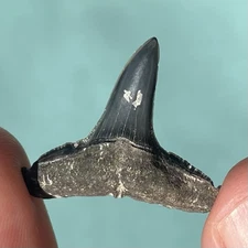 HUGE LEMON SHARK TOOTH VENICE BEACH FL 1.10”