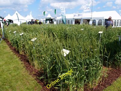 Foto 6x4 Getreide 2012, Weizen aus aller Welt Boothby Graffoe Roth c2012