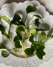 ONE Anubias Barteri Medium Live Easy Beginner Aquarium Plant