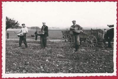 14/276 FOTO LANDWIRTSCHAFT BAUER DÜNGER STREUEN ALTE TECHNIK