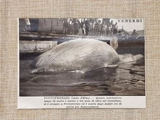 Portoferraio Sandblasted Whale 1930 Twelve Hours of Fight Before Death