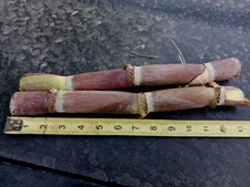 *FRESH ORGANIC HEIRLOOM LOUISIANA BLUE RIBBON SUGARCANE TWO CUTTINGS PURPLE !*