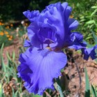 Tall Bearded Iris Rhizome "HOME OF THE BLUES"  Schreiner  2019  LAST ONE! — photo 1