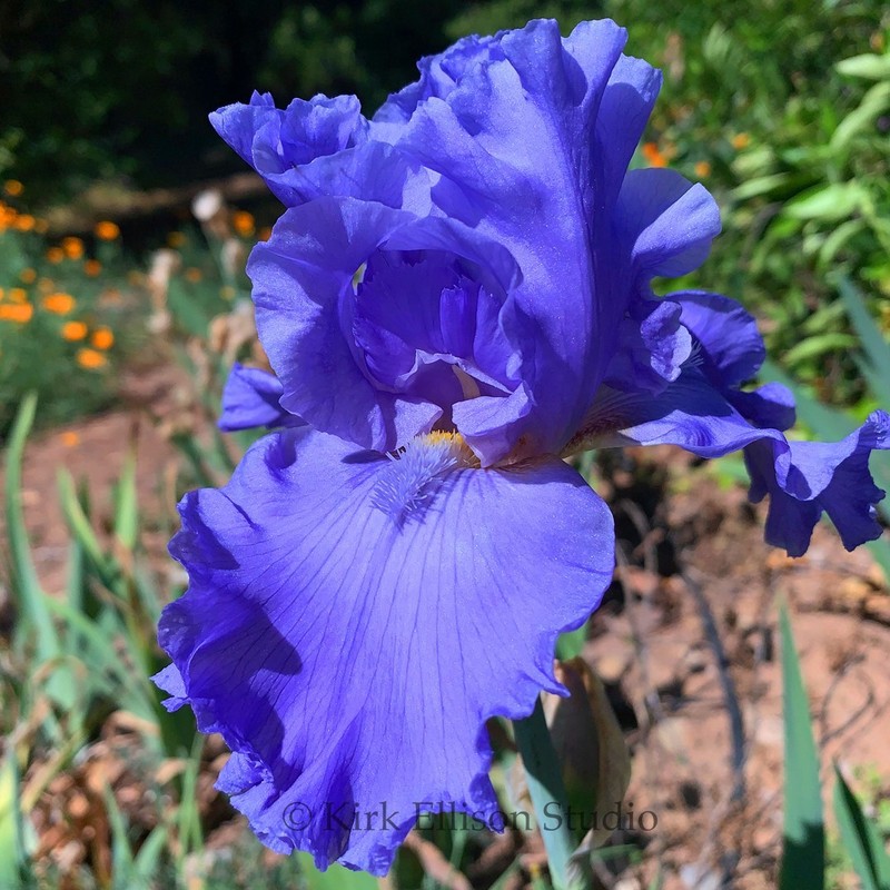 Tall Bearded Iris Rhizome "HOME OF THE BLUES"  Schreiner  2019  LAST ONE!