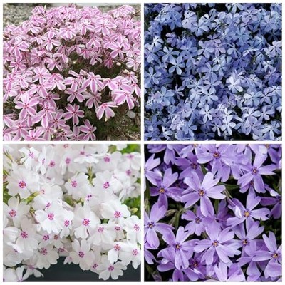 1200+ Creeping Phlox Seeds for Planting - Annual Phlox Seeds Perennial  Ground | eBay