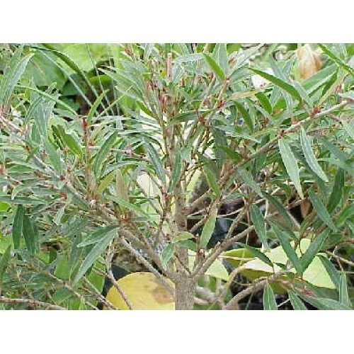 Higo hoja de sauce (Ficus salicifolia) - planta TC/enchufe - 1-3 pulgadas - ¡¡bonsái!!! Foto 4 de 4