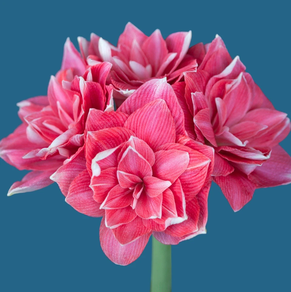 Easy to Grow Amaryllis Double Dream Plant Bulb Indoor Holiday Outdoor Zones 9-11 - Image 2 of 4