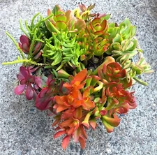 Beginner's Crassula Jade Collection 10 Different Cuttings Varieties + 2 FREE!