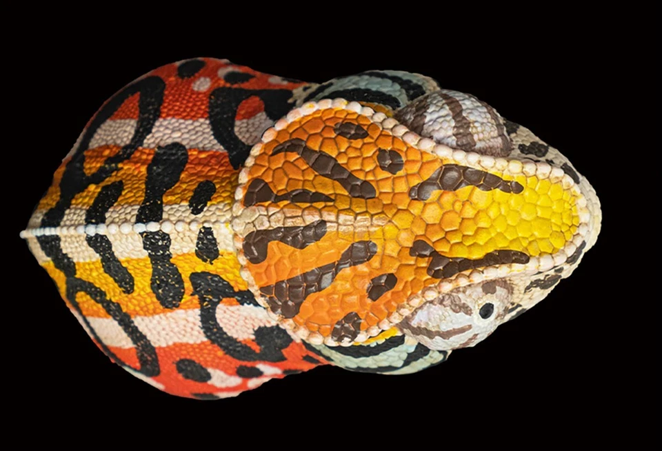 【En Stock】Animal Cuerpo Celestial Furcifer lateralis Alfombra Camaleón Estatua Foto 3 de 4