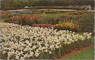 Bermuda Easter Lilies At Gov Agricultural Station Paget Chrome Vintage Post Card