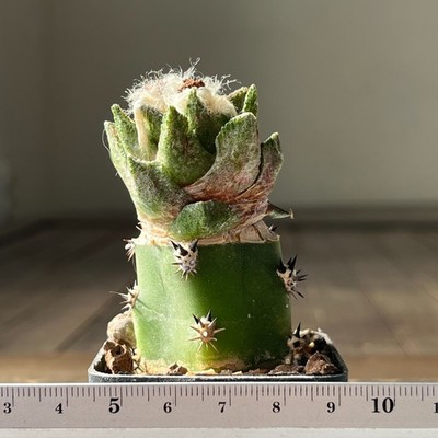 11-302  Cactus bravoanus, VM288, El Nunez, SLP, grafted