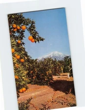 Postcard Orange Groves San Bernardino Foothills California USA