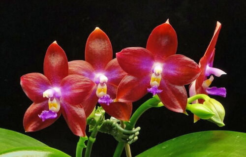 Fragrant Orchid Phalaenopsis Phal. SWR Gigan Cherry 'SWR Ruby' In 3" Pot - Picture 1 of 12
