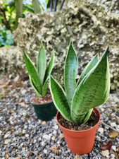 SNAKE PLANT Sansevieria Snow White in 4 inch Pot  LIVE House plant