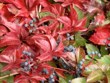 Parthenocissus quinquefolia - vite americana (Vaso 18 cm) - cm
