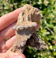 Florida Fossil Deer Antler 2.88” Mammal Ice Age Pleistocene Bones Odocoileus