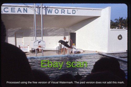 Original Slide - OCEAN WORLD Aquarium - Fort Lauderdale FL Florida - 1972