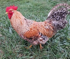 12 Heritage Pure Breed Hatching Eggs Variety PAck NPIP Certified Five Acre