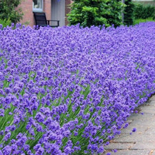 3x English Lavender Munstead Plants Hardy Fragrant Garden Lavender in 10.5cm pot