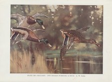 Germano Reale (Anas Platyrhynchos) Anatra Selvatica Stampa a Colori Di 1930 Wild