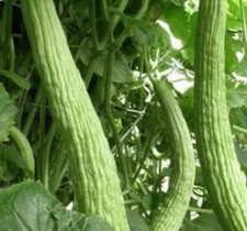 Armenian cucumber seeds