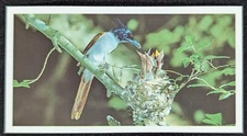 Paradise Flycatcher 1992 Natural Neighbors Animal Wildlife Midgee Card #6 (NM)